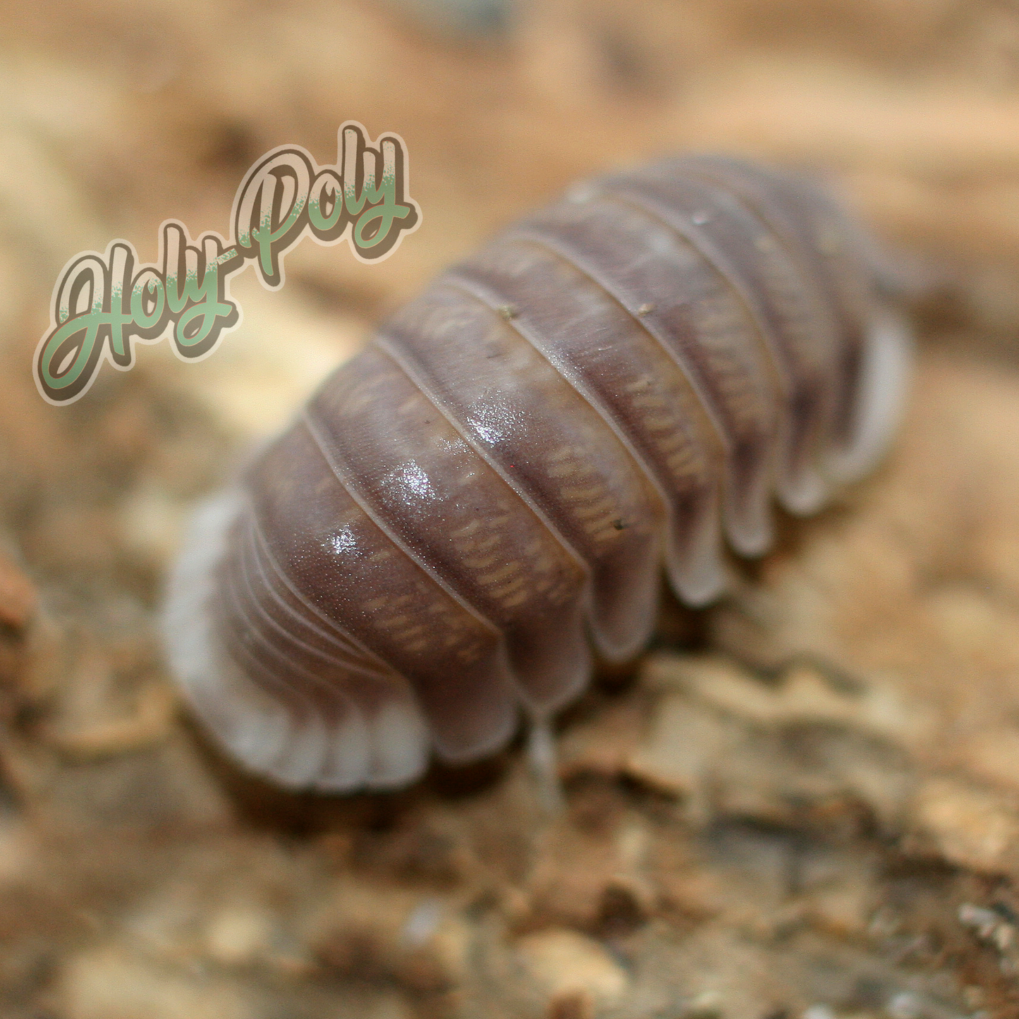 backside white tail black panda cubaris sp.