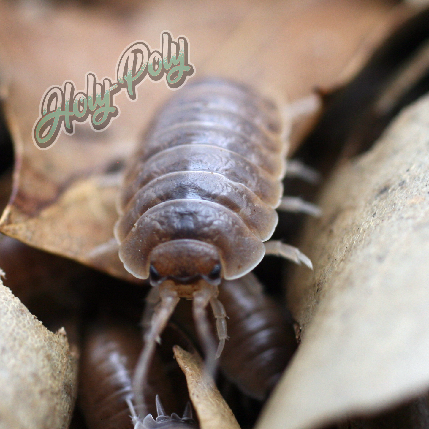 Caramel Isopods (Porcellio laevis)