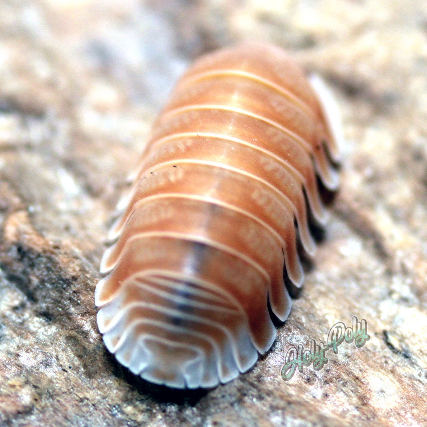 Citrus Isopods for sale (Cubaris sp.) back butt
