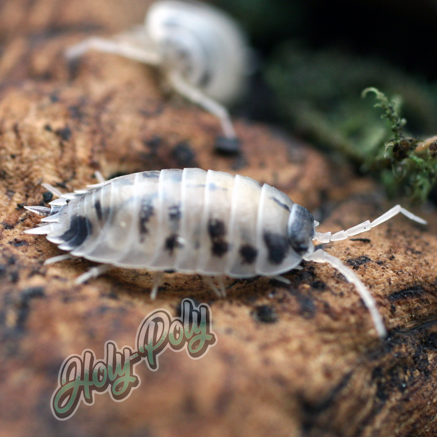 Dairy Cow Porcellio laevis animal animals arthropod arthropods best bestpet bestpets bioactive bug bugs cleanup clean-up crew crustacean crustaceans cuc enclosure entomology exotic exoticpet exoticpets habitat habitats insect insects invert invertebrate invertebrates inverts isopod isopoda isopods legal micropet micropets nature pet pets pillbug pillbugs rollypolies rollypolly rollypollys rolypolies rolypoly rolypolys sowbug sowbugs terrarium terrestrial vivarium woodlice woodlouse