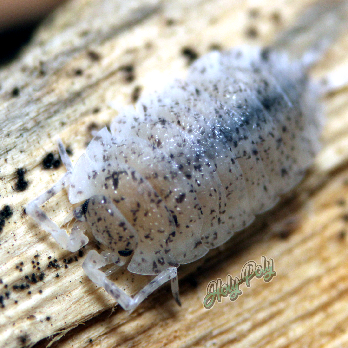 Porcellio scaber Dalmation Isopods for sale!