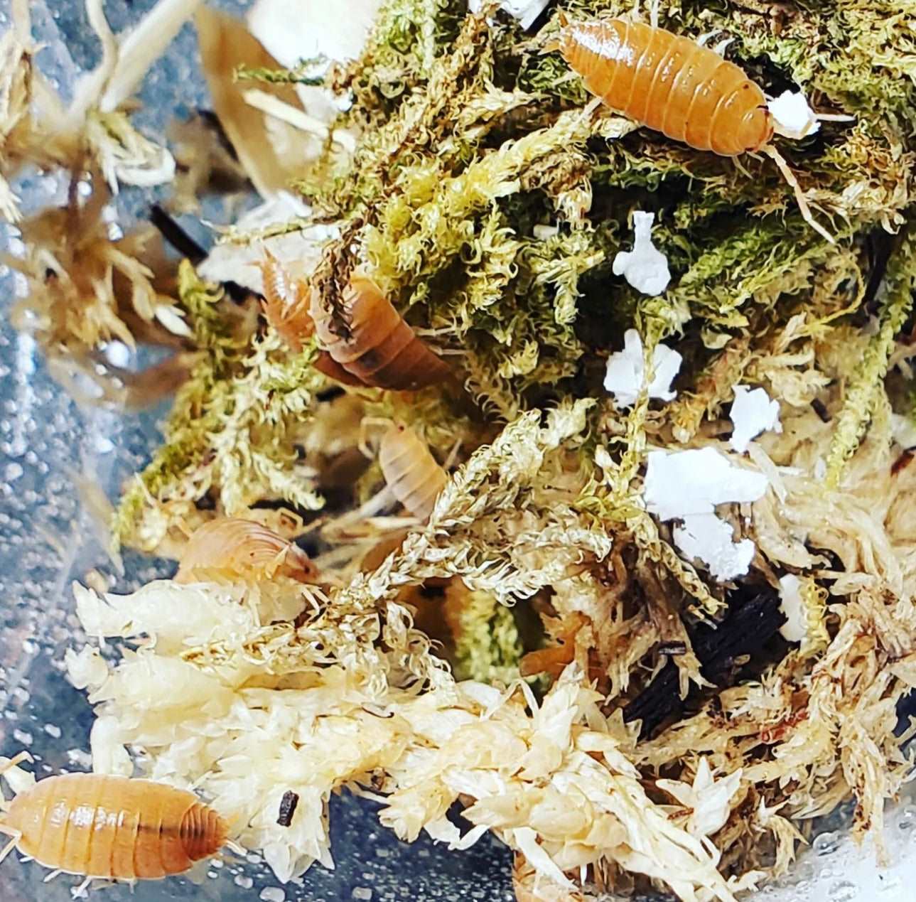 animal animals arthropod arthropods best bestpet bestpets bioactive bug bugs cleanup clean-up crew crustacean crustaceans cuc enclosure entomology exotic exoticpet exoticpets habitat habitats insect insects invert invertebrate invertebrates inverts isopod isopoda isopods legal micropet micropets nature pet pets pillbug pillbugs rollypolies rollypolly rollypollys rolypolies rolypoly rolypolys sowbug sowbugs terrarium terrestrial vivarium woodlice woodlouse powder orange porcellionides pruinosus