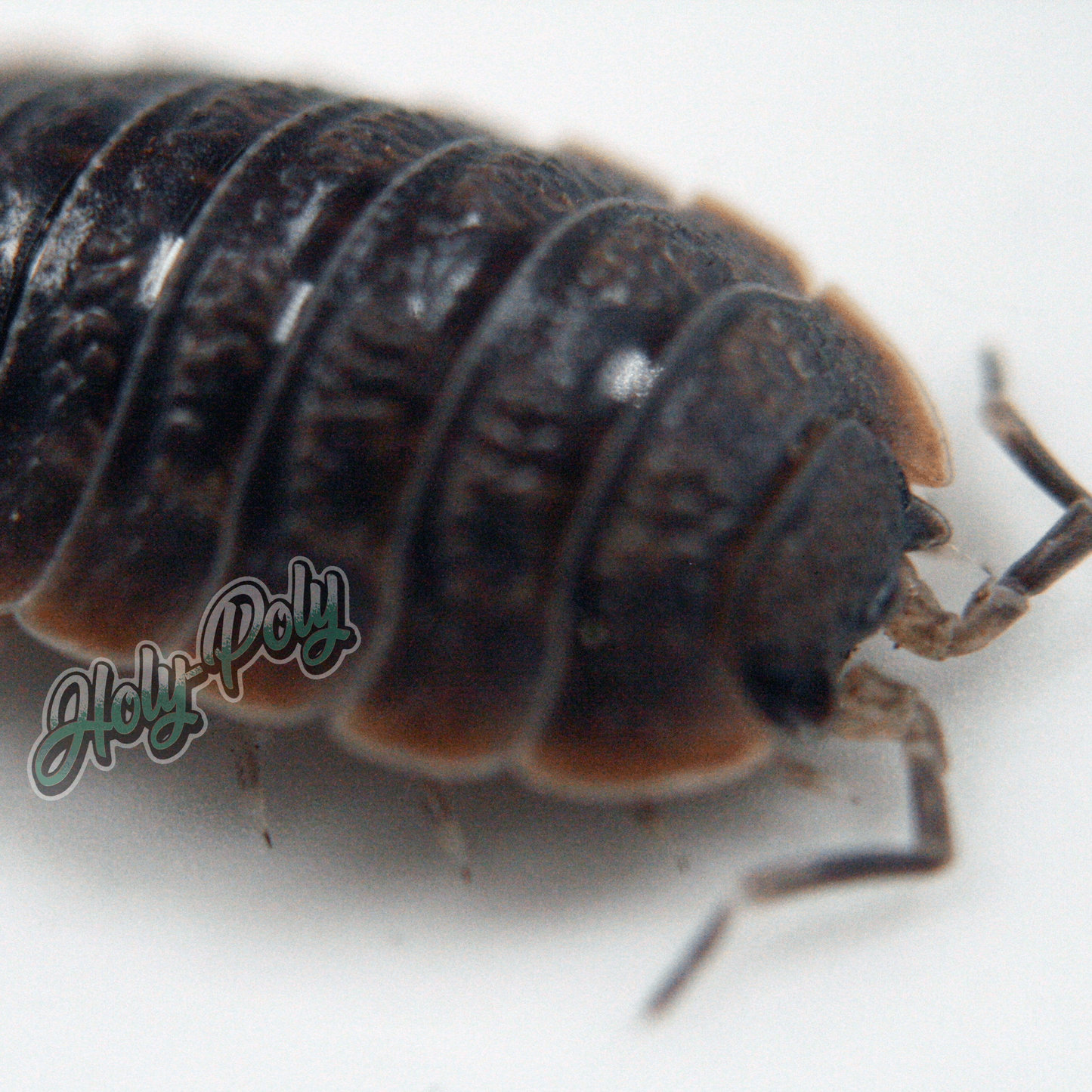 Giant Canyon Porcellio dilatatus animal animals arthropod arthropods best bestpet bestpets bioactive bug bugs cleanup clean-up crew crustacean crustaceans cuc enclosure entomology exotic exoticpet exoticpets habitat habitats insect insects invert invertebrate invertebrates inverts isopod isopoda isopods legal micropet micropets nature pet pets pillbug pillbugs rollypolies rollypolly rollypollys rolypolies rolypoly rolypolys sowbug sowbugs terrarium terrestrial vivarium woodlice woodlouse