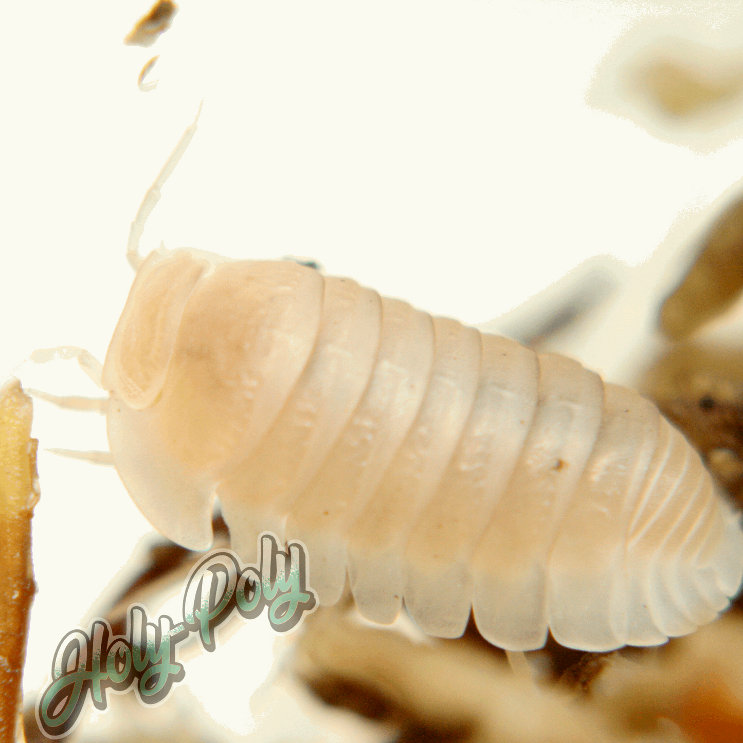 White Glacier Cubaris Isopods for sale California US u.s. USA