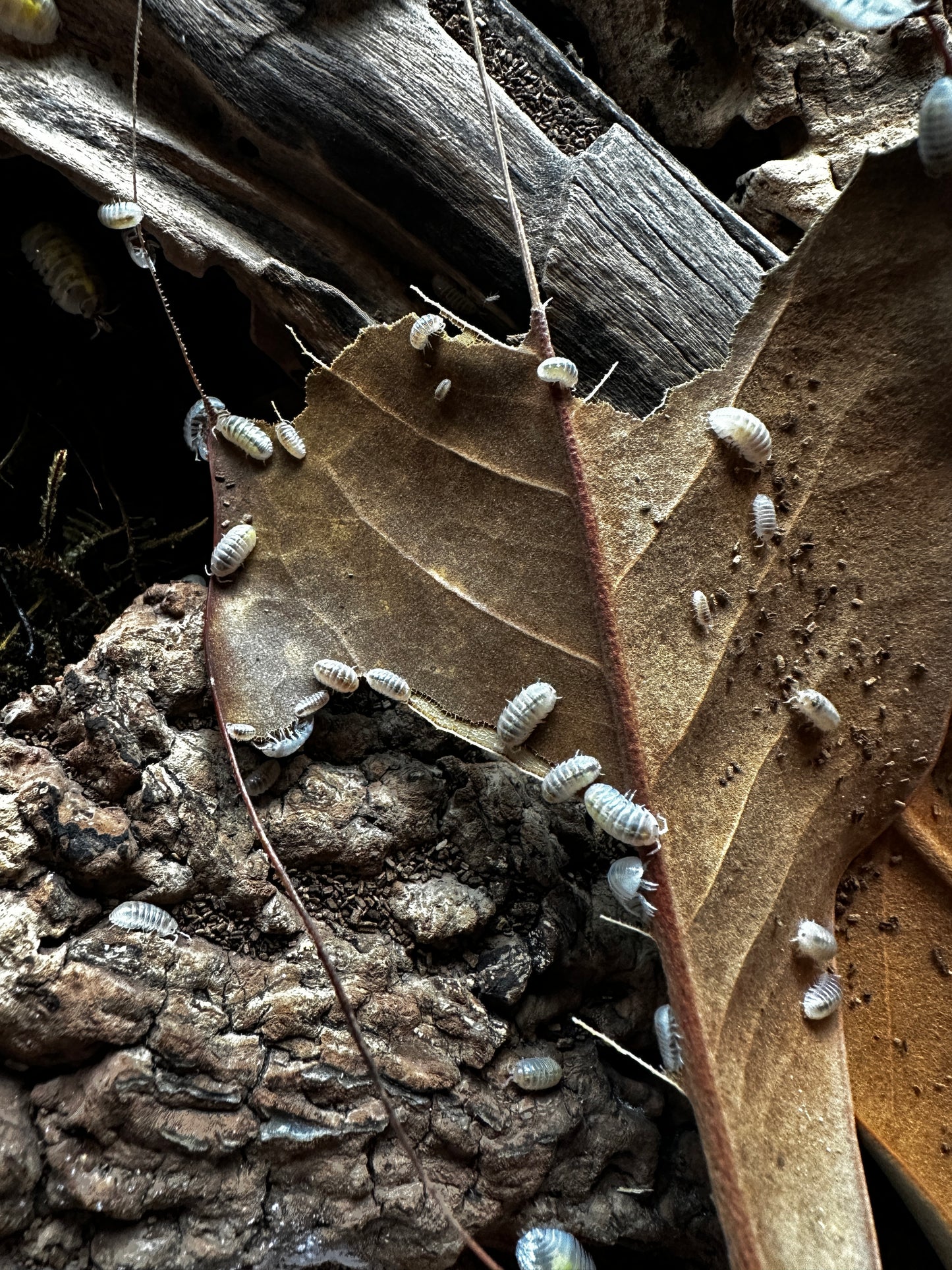 Juvenile isopods eating a magnolia leaf.