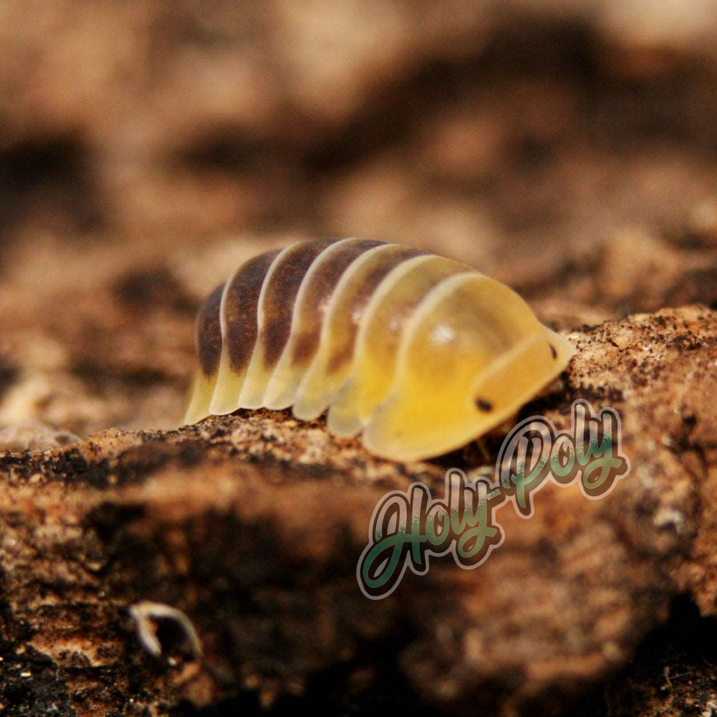 animal animals arthropod arthropods best bestpet bestpets bioactive bug bugs cleanup clean-up crew crustacean crustaceans cuc enclosure entomology exotic exoticpet exoticpets habitat habitats insect insects invert invertebrate invertebrates inverts isopod isopoda isopods legal micropet micropets nature pet pets pillbug pillbugs rollypolies rollypolly rollypollys rolypolies rolypoly rolypolys sowbug sowbugs terrarium terrestrial vivarium woodlice woodlouse cubaris sp. Jupiter