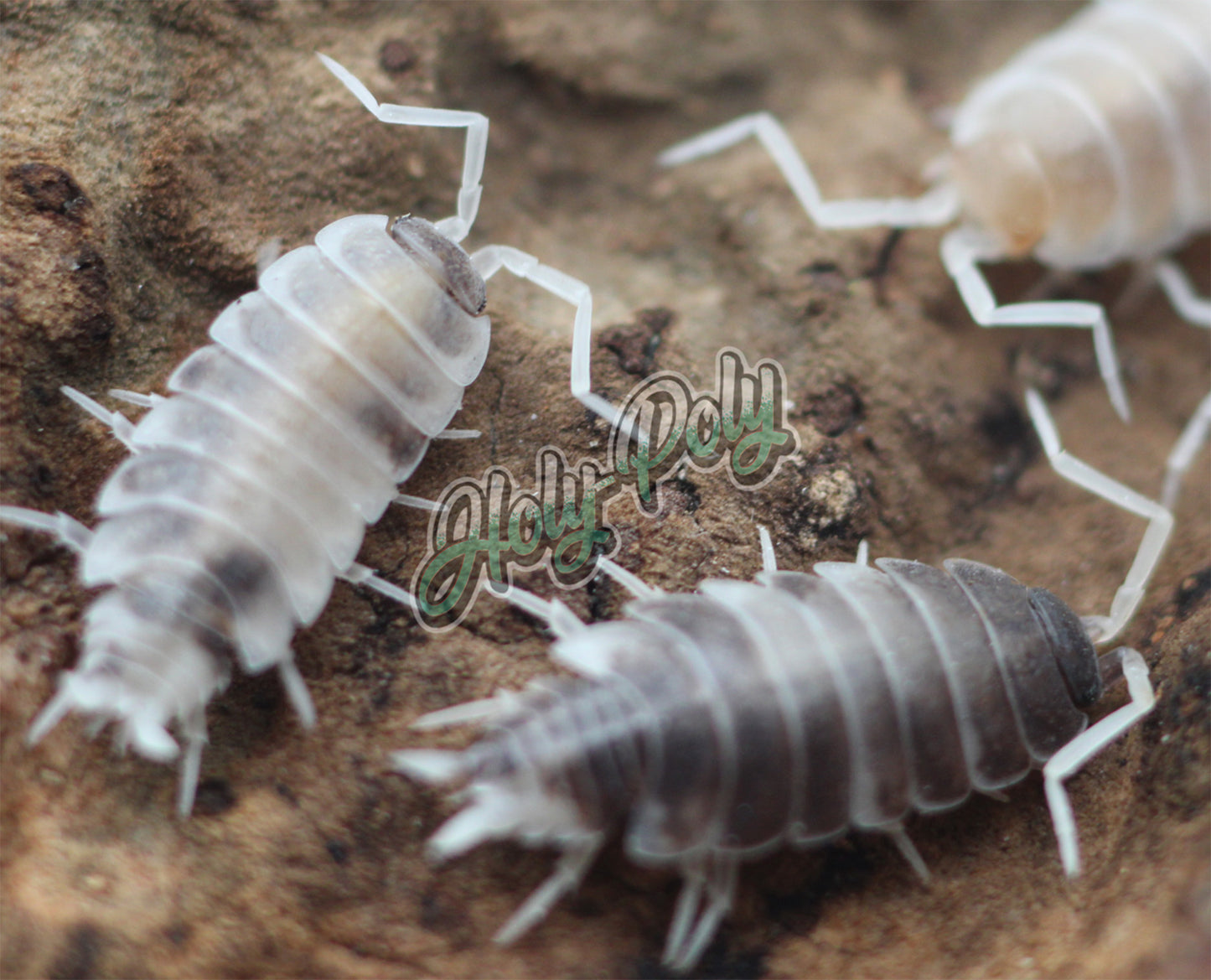 Lemon Berry Crumble Isopods (Porcellionides pruinosus)