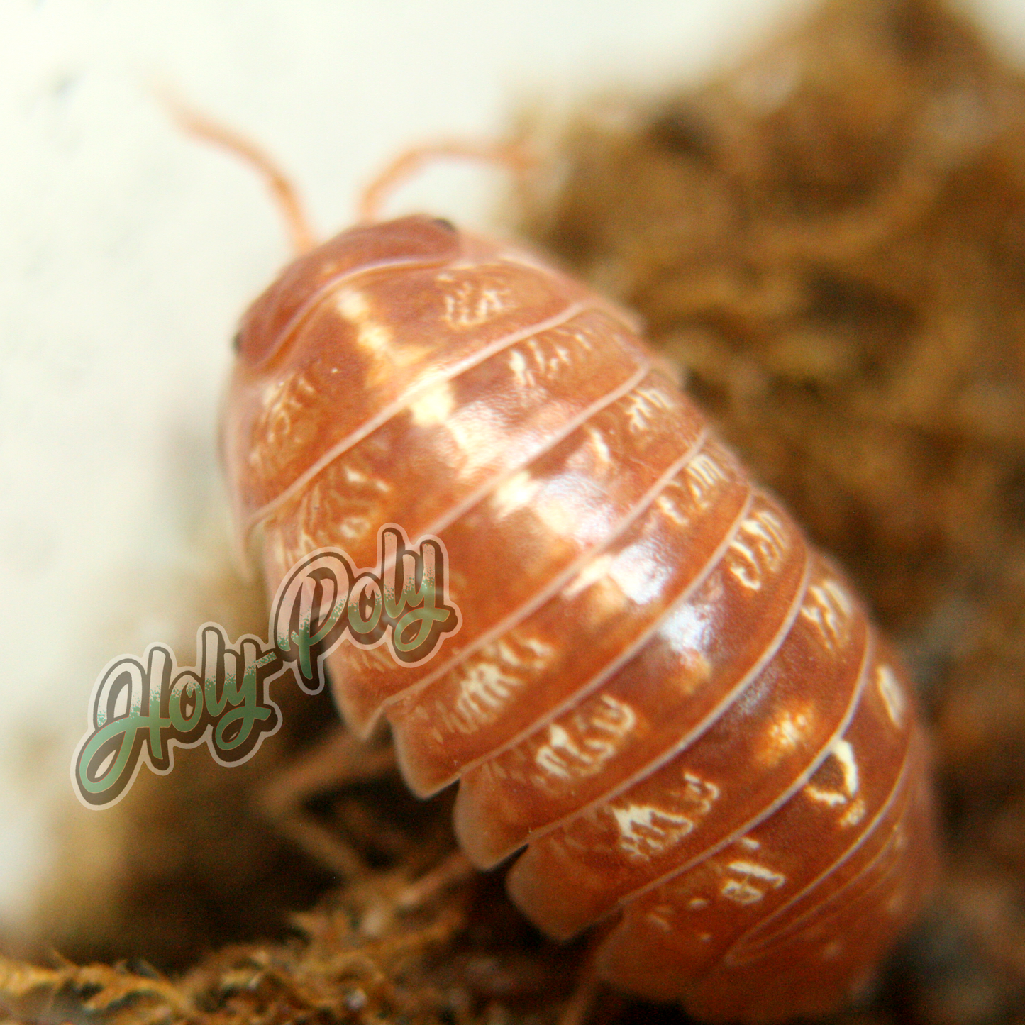 Orange Vigor Armadillidium vulgare animal animals arthropod arthropods best bestpet bestpets bioactive bug bugs cleanup clean-up crew crustacean crustaceans cuc enclosure entomology exotic exoticpet exoticpets habitat habitats insect insects invert invertebrate invertebrates inverts isopod isopoda isopods legal micropet micropets nature pet pets pillbug pillbugs rollypolies rollypolly rollypollys rolypolies rolypoly rolypolys sowbug sowbugs terrarium terrestrial vivarium woodlice woodlouse