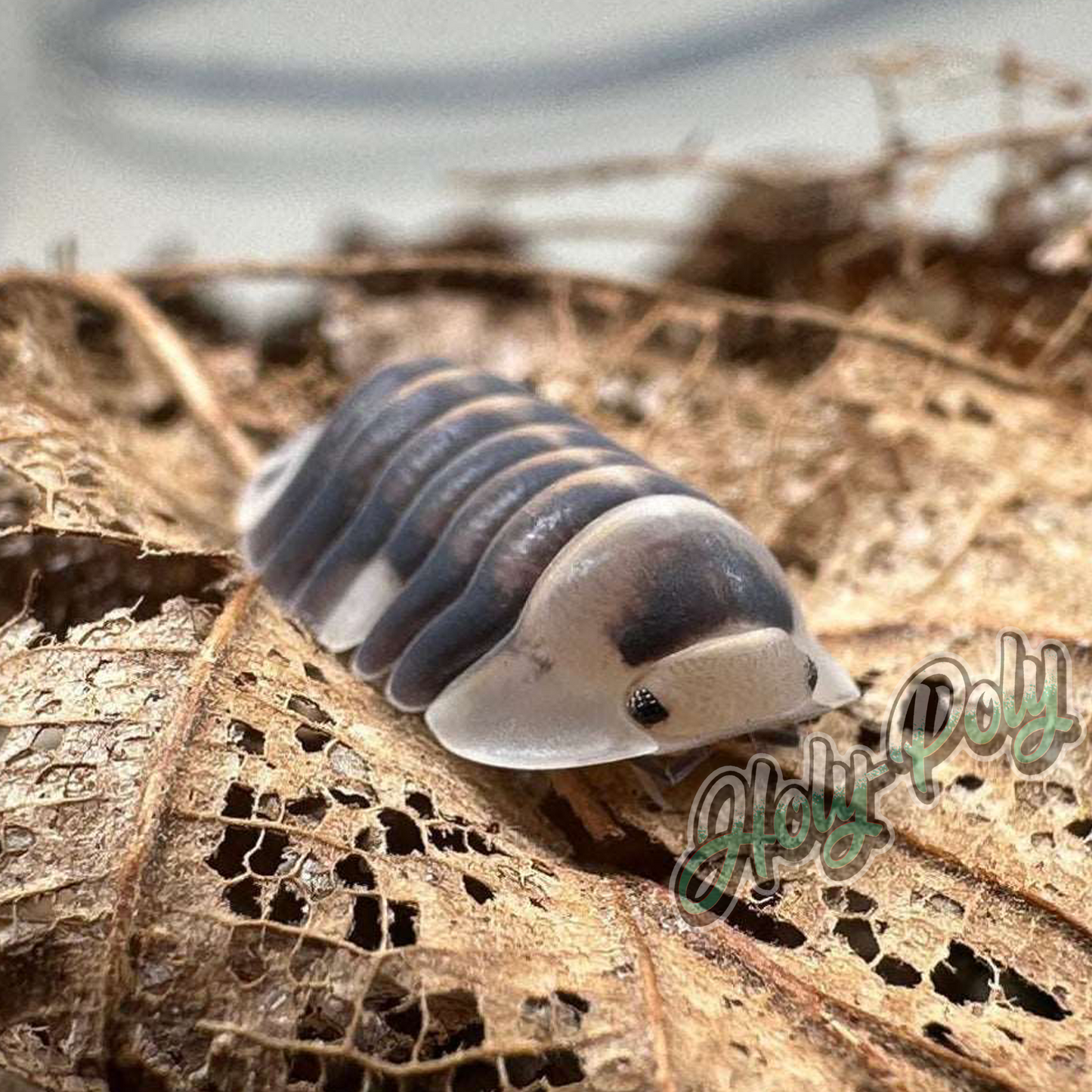 animal animals arthropod arthropods best bestpet bestpets bioactive bug bugs cleanup clean-up crew crustacean crustaceans cuc enclosure entomology exotic exoticpet exoticpets habitat habitats insect insects invert invertebrate invertebrates inverts isopod isopoda isopods legal micropet micropets nature pet pets pillbug pillbugs rollypolies rollypolly rollypollys rolypolies rolypoly rolypolys sowbug sowbugs terrarium terrestrial vivarium woodlice woodlouse Rubber White Ducky Duckies cute cubaris sp.