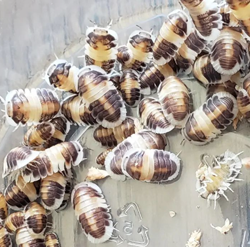 How many isopods should I get?