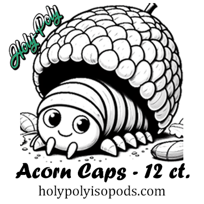 Oak Acorn Caps for sale! (Isopod hides hideouts terrarium decor)