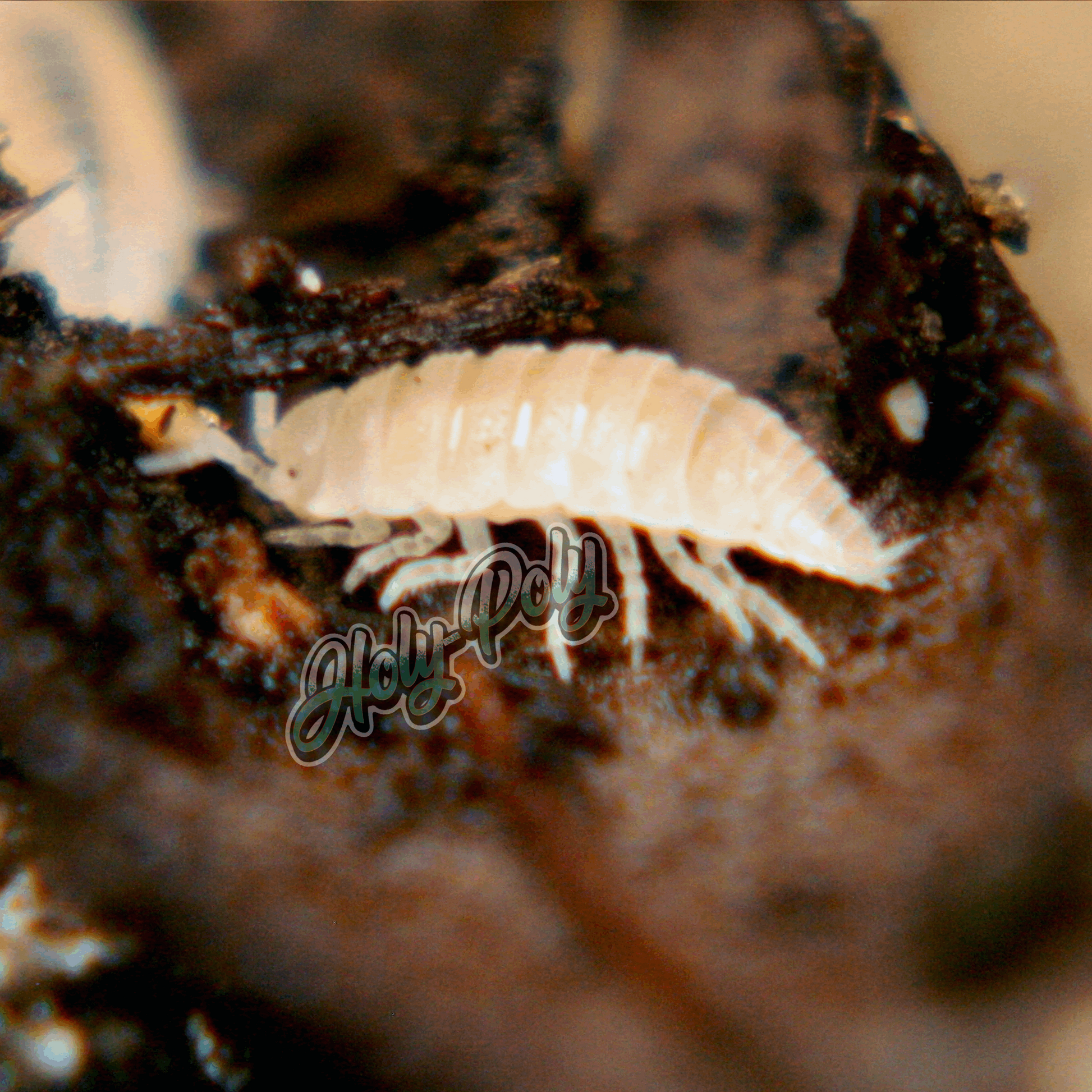 Dwarf White Trichorhina tomentosa devil's rice animal animals arthropod arthropods best bestpet bestpets bioactive bug bugs cleanup clean-up crew crustacean crustaceans cuc enclosure entomology exotic exoticpet exoticpets habitat habitats insect insects invert invertebrate invertebrates inverts isopod isopoda isopods legal micropet micropets nature pet pets pillbug pillbugs rollypolies rollypolly rollypollys rolypolies rolypoly  rolypolys sowbug sowbugs terrarium terrestrial vivarium woodlice woodlouse 