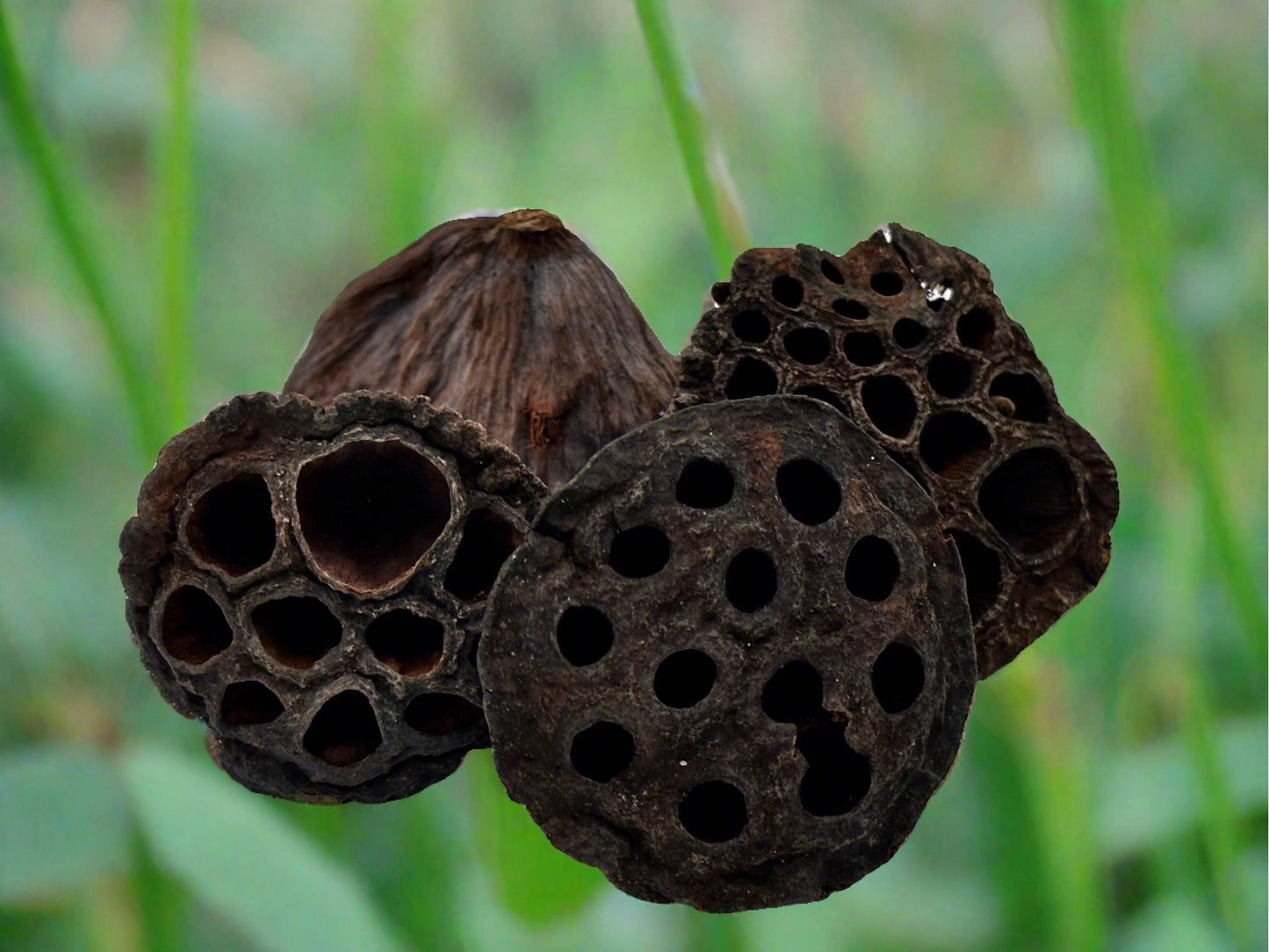 Holy-Poly Isopods - Dried Lotus Seed Pods (Isopod Hotels hides hideouts terrarium vivarium decor)