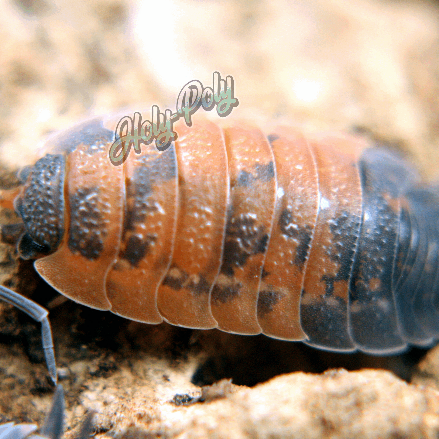 Porcellio scaber Lava Isopods for sale