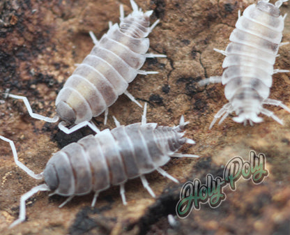 Lemon Berry Crumble Porcellionides pruinosus isopod with pink and yellow albino coloration for sale