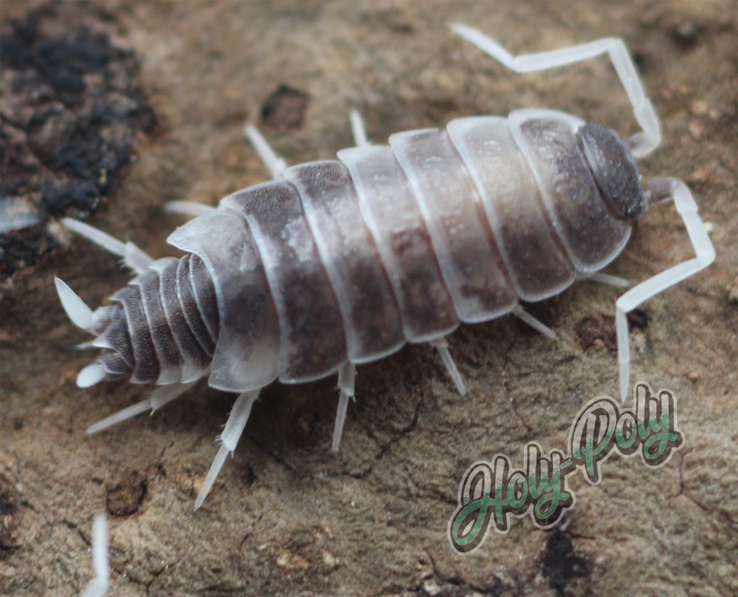 Lemon Berry Crumble Isopods