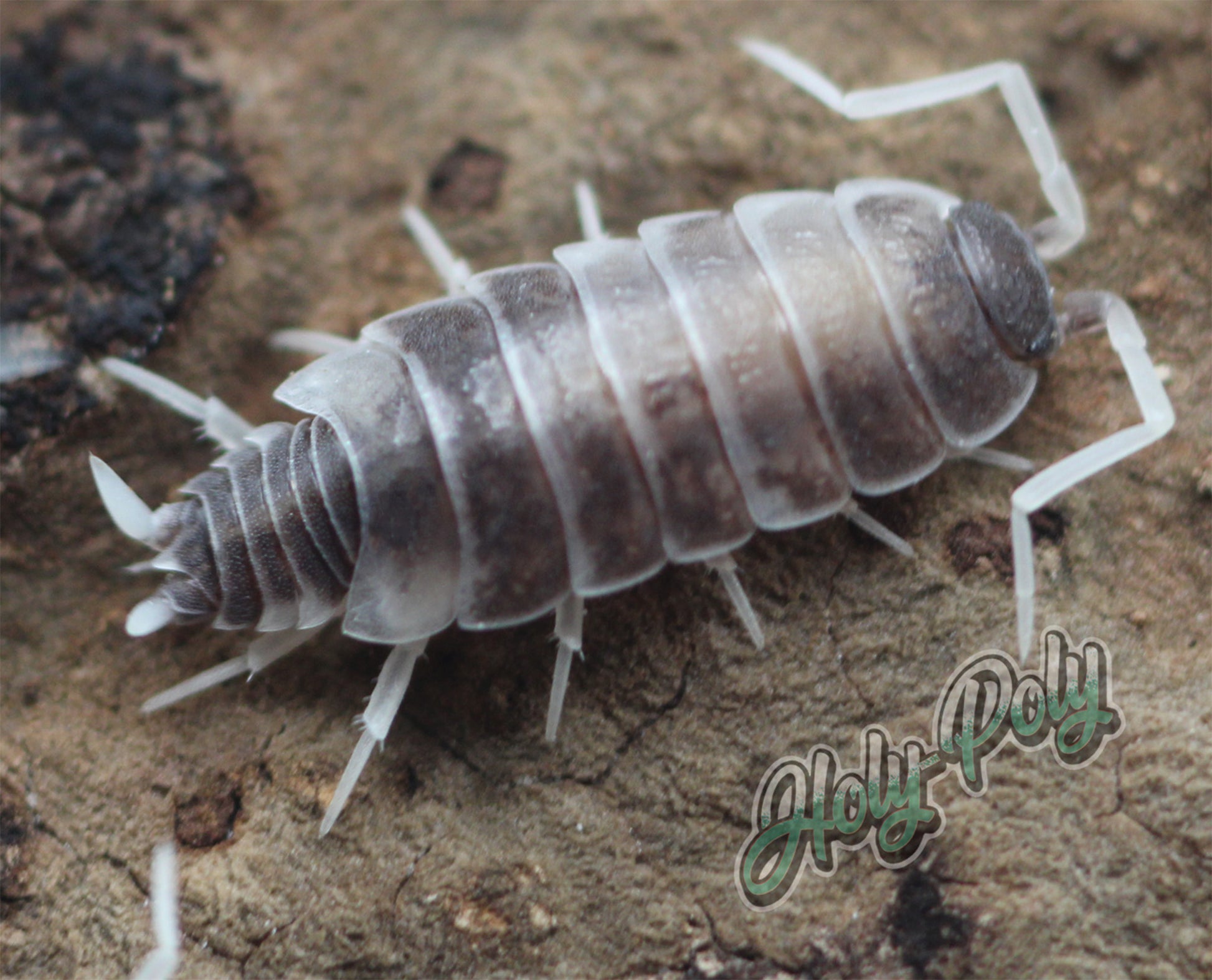 Lemon Berry Crumble Isopods