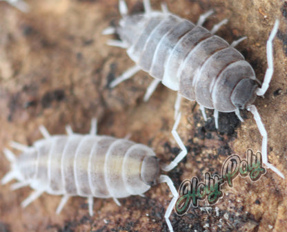 Albino Oreo Crumble Isopods