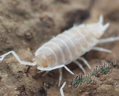 Albino Isopods