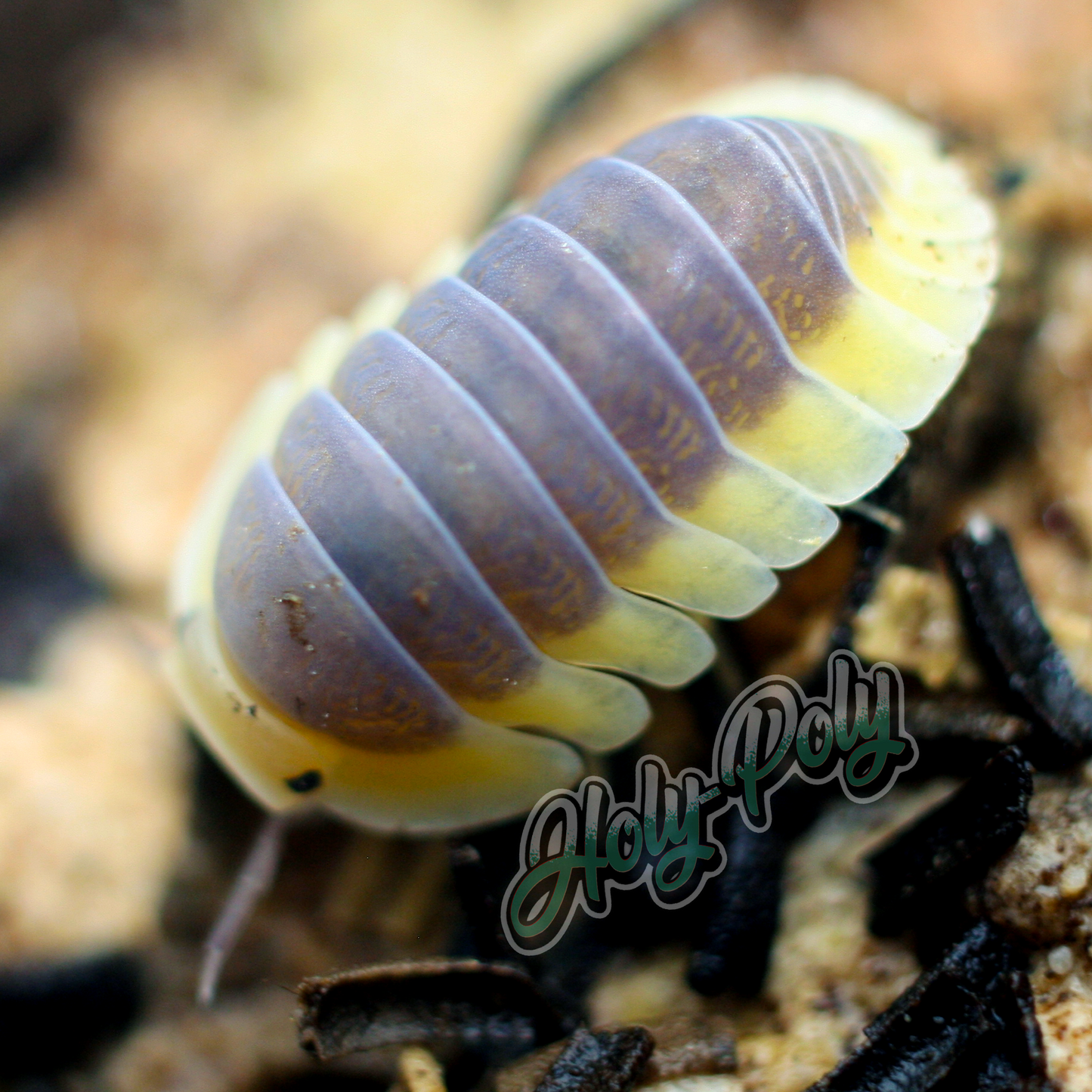 Lemon Blue Isopods for sale