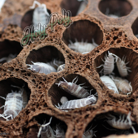 Oreo Crumble Isopods in Lotus Seed "Isopod Hotel" hideout