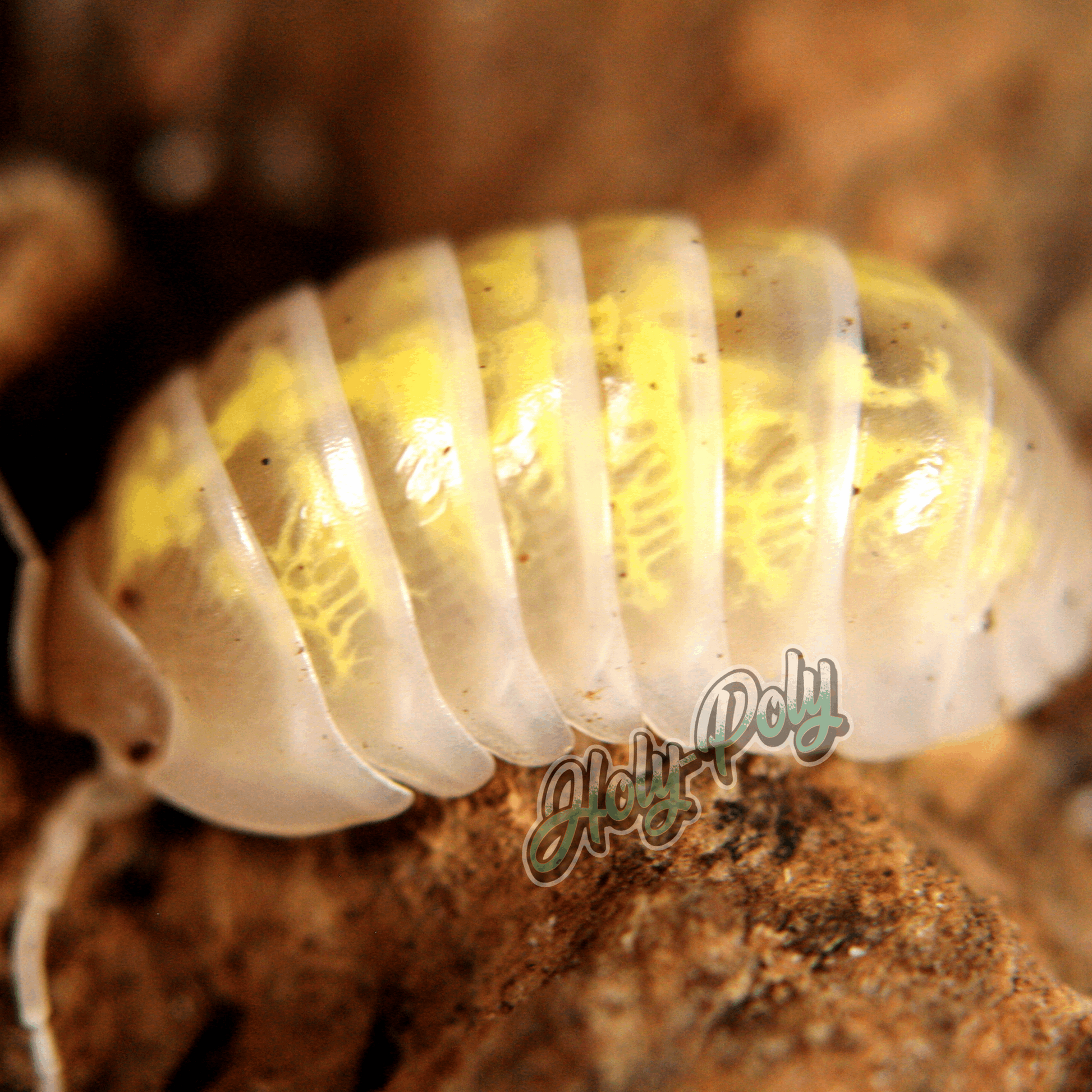 Magic Potion Armadillidium vulgare U.S. US animal animals arthropod arthropods best bestpet bestpets bioactive bug bugs cleanup clean-up crew crustacean crustaceans cuc enclosure entomology exotic exoticpet exoticpets habitat habitats insect insects invert invertebrate invertebrates inverts isopod isopoda isopods legal micropet micropets nature pet pets pillbug pillbugs rollypolies rollypolly rollypollys rolypolies rolypoly  rolypolys sowbug sowbugs terrarium terrestrial vivarium woodlice woodlouse 
