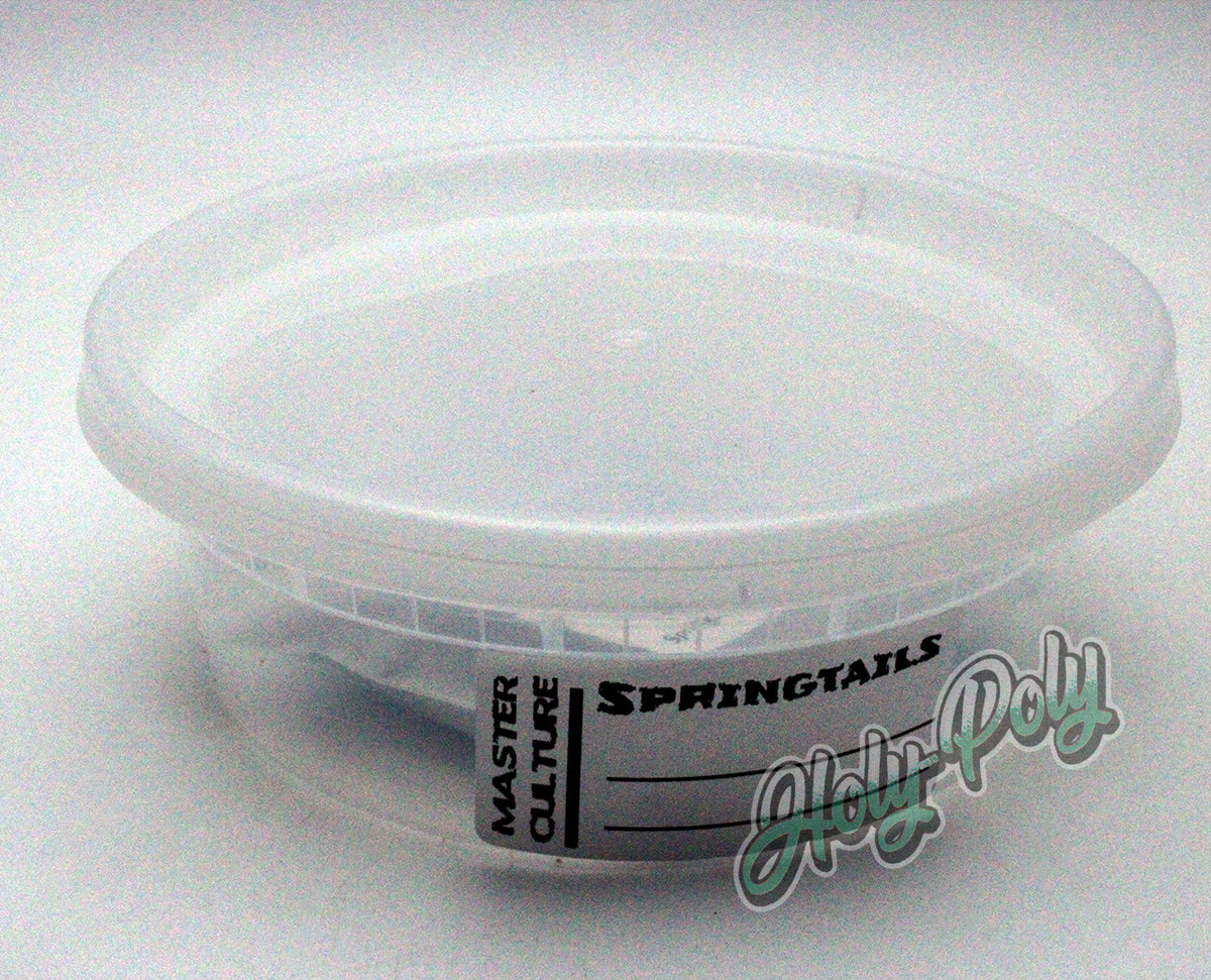 Springtail master culture setup using Calcium Clay in an 8 oz deli cup