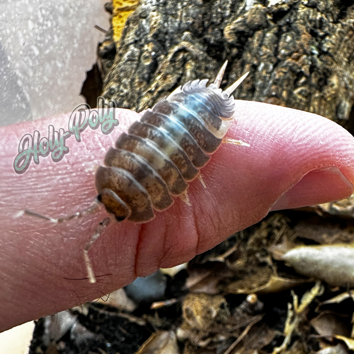 Milkback Isopods are some of our largest species that we keep.