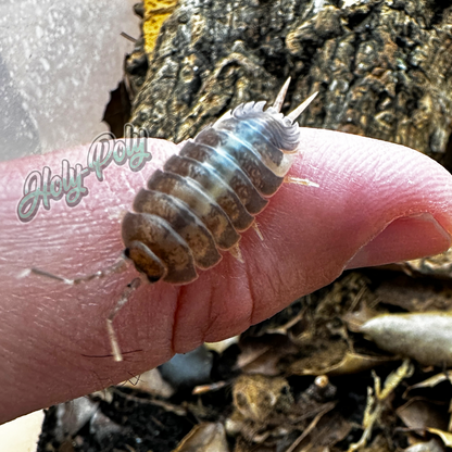 Milkback Isopods are some of our largest species that we keep.