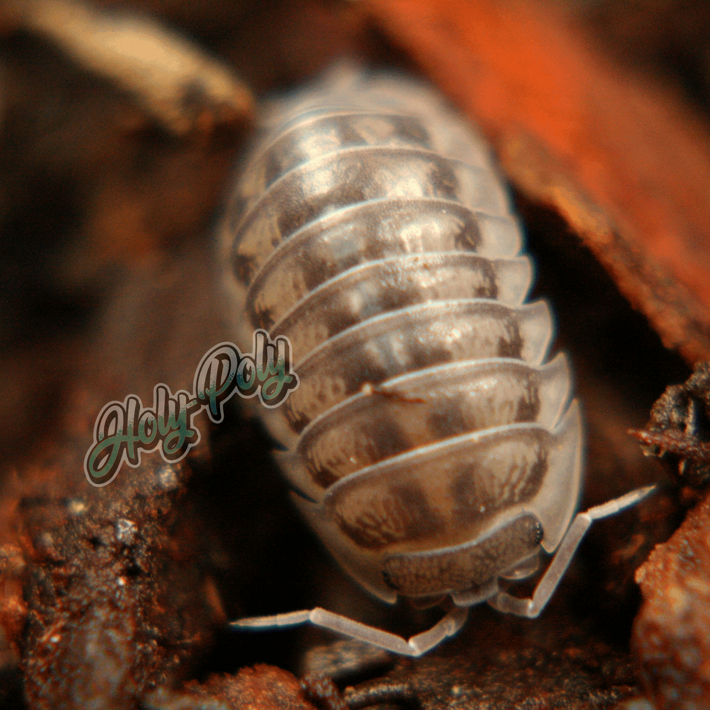 Nasatum Armadillidium grey black silver animal animals arthropod arthropods best bestpet bestpets bioactive bug bugs cleanup clean-up crew crustacean crustaceans cuc enclosure entomology exotic exoticpet exoticpets habitat habitats insect insects invert invertebrate invertebrates inverts isopod isopoda isopods legal micropet micropets nature pet pets pillbug pillbugs rollypolies rollypolly rollypollys rolypolies rolypoly  rolypolys sowbug sowbugs terrarium terrestrial vivarium woodlice woodlouse 