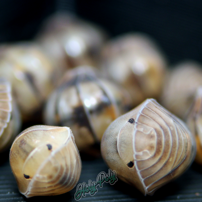 Cubaris sp. Opal Isopods rolled up - curled cluster
