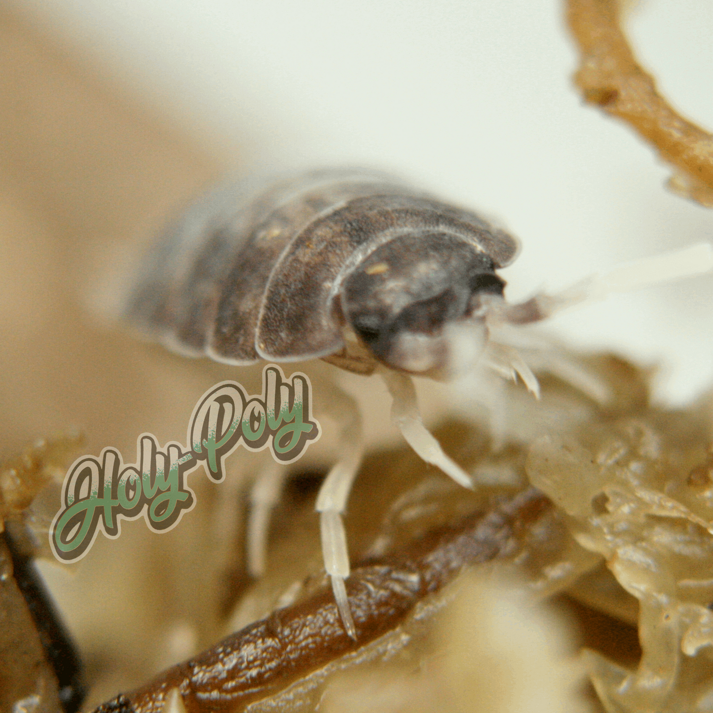 Oreo Crumble Porcellionides pruinosus isopods for sale California 