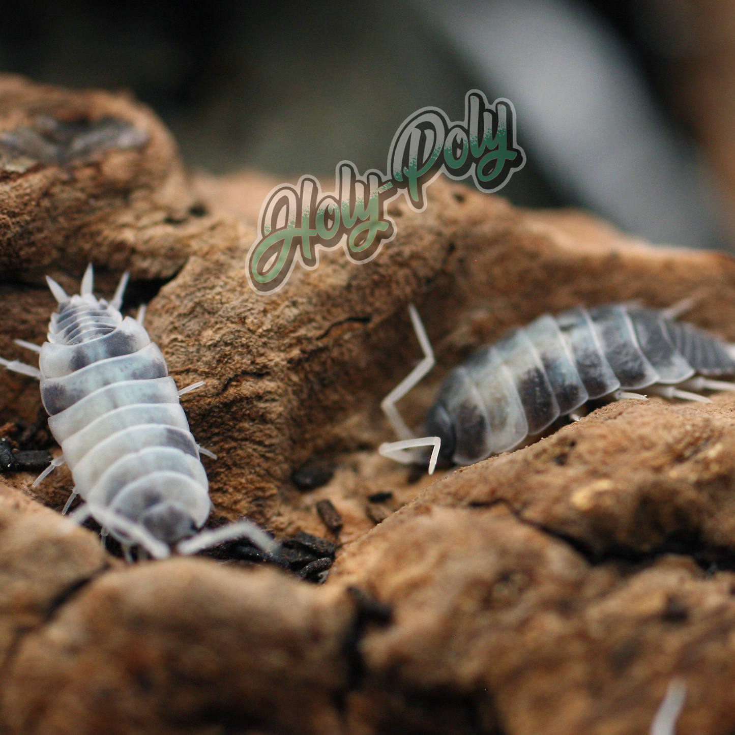 Oreo Crumble Porcellionides pruinosus isopods for sale California 