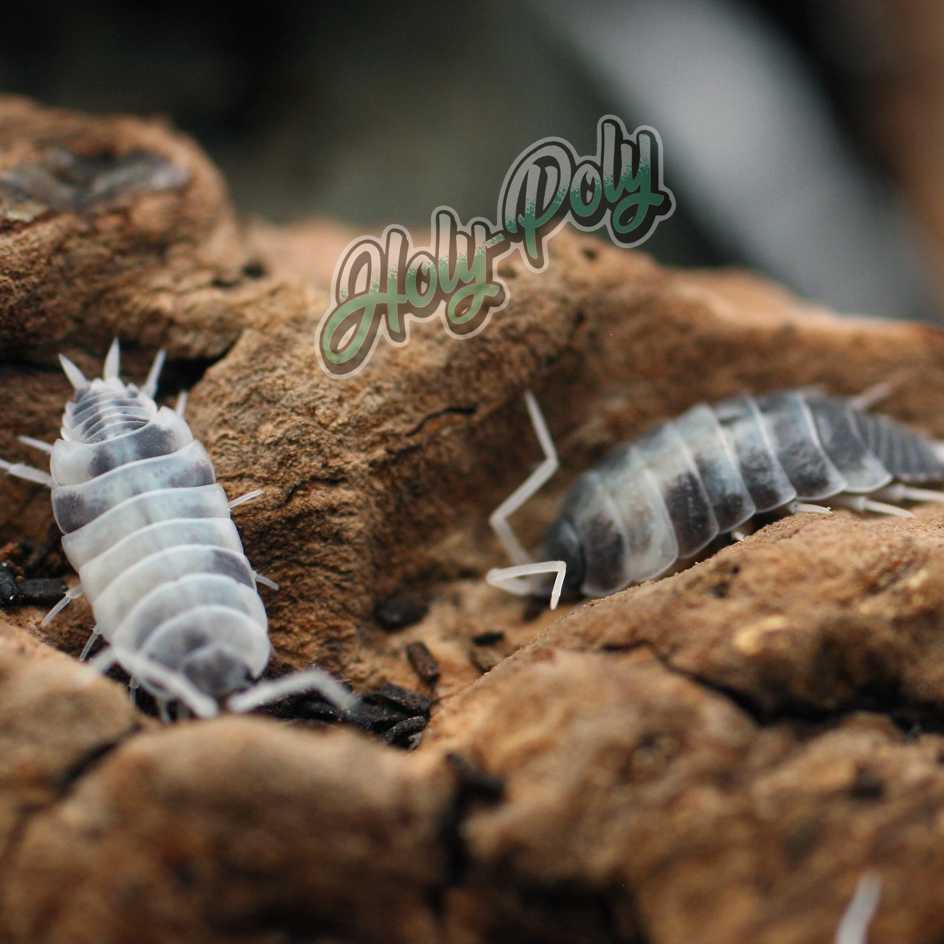 Oreo Crumble Porcellionides pruinosus isopods for sale California 
