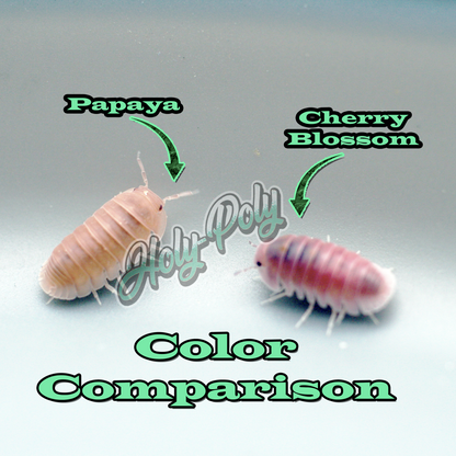 Cherry Blossom Isopods pink color comparison to Papaya Isopods (not Sakura)