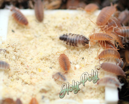 Porcellionides pruinosus Isopod Party Mix for sale (powder oreo koi whiteout blue orange)