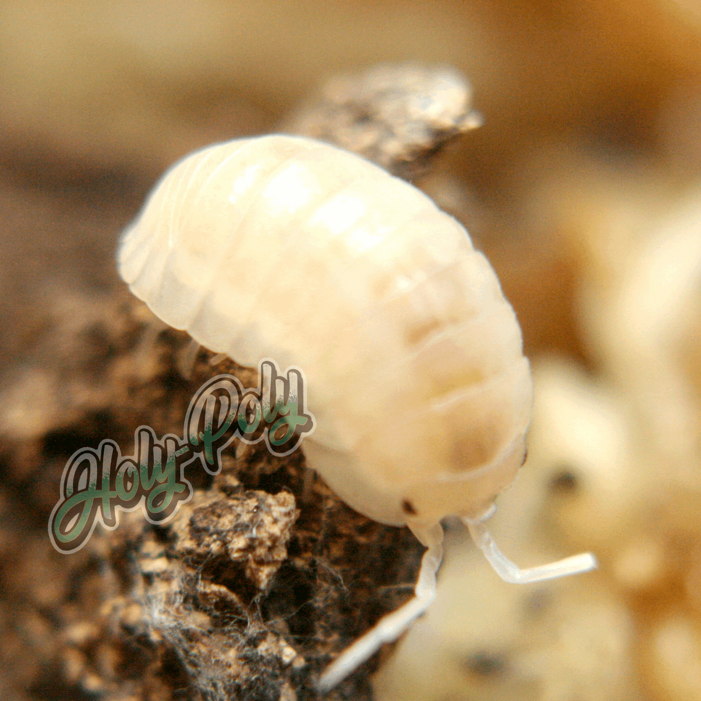 Nasatum Pearl Armadillidium white animal animals arthropod arthropods best bestpet bestpets bioactive bug bugs cleanup clean-up crew crustacean crustaceans cuc enclosure entomology exotic exoticpet exoticpets habitat habitats insect insects invert invertebrate invertebrates inverts isopod isopoda isopods legal micropet micropets nature pet pets pillbug pillbugs rollypolies rollypolly rollypollys rolypolies rolypoly  rolypolys sowbug sowbugs terrarium terrestrial vivarium woodlice woodlouse 