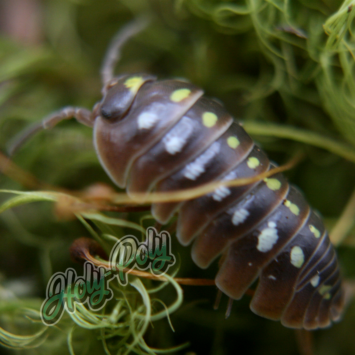 Clown Armadillidium klugii Pudding animal animals arthropod arthropods best bestpet bestpets bioactive bug bugs cleanup clean-up crew crustacean crustaceans cuc enclosure entomology exotic exoticpet exoticpets habitat habitats insect insects invert invertebrate invertebrates inverts isopod isopoda isopods legal micropet micropets nature pet pets pillbug pillbugs rollypolies rollypolly rollypollys rolypolies rolypoly  rolypolys sowbug sowbugs terrarium terrestrial vivarium woodlice woodlouse 