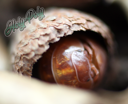 Punta Cana Isopod hiding in acorn cap hideout