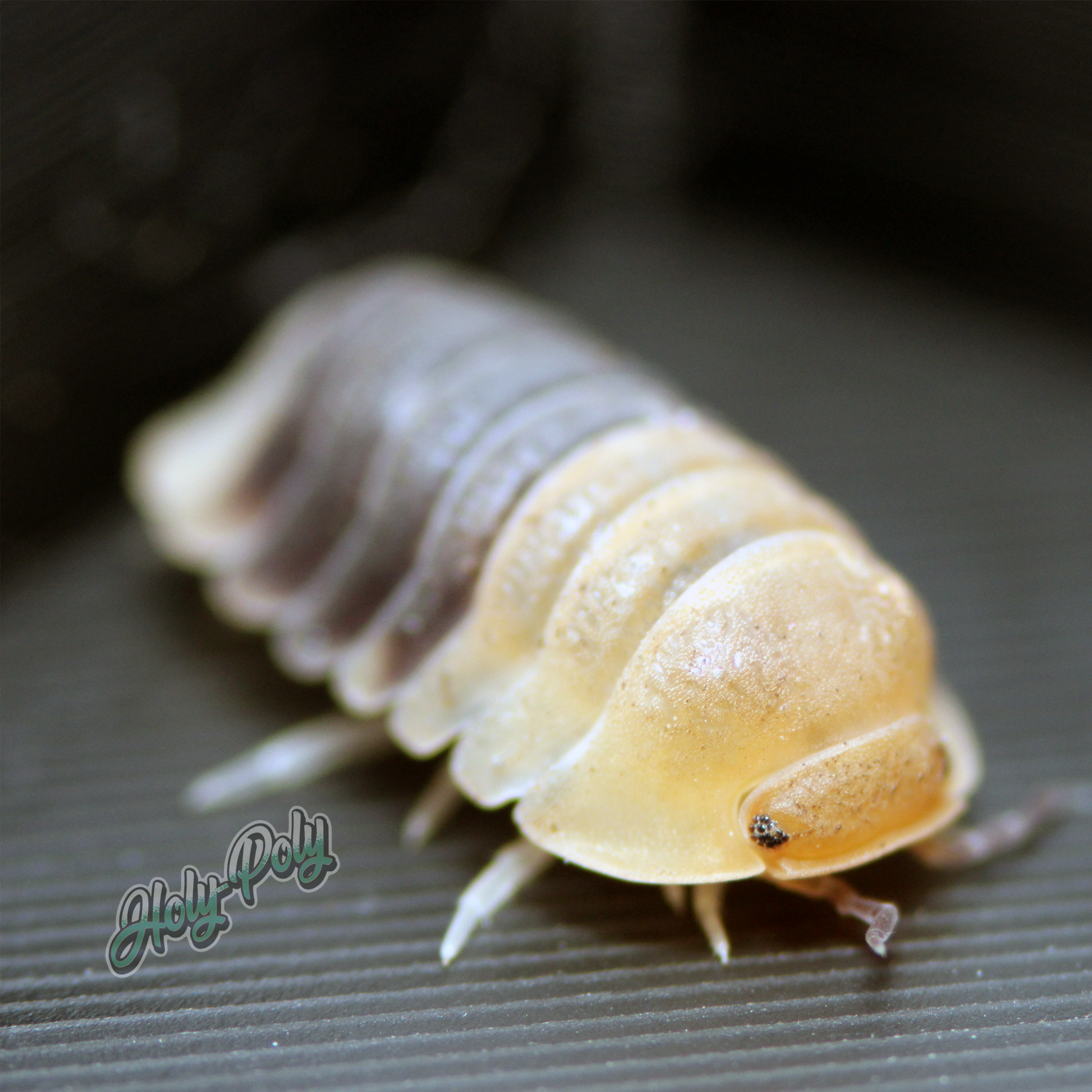 Cubaris sp. Rubber Bee Isopods for sale!