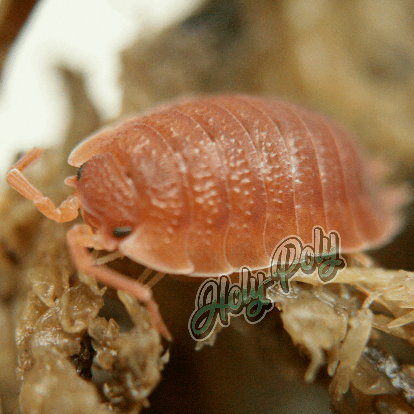 Spanish Orange Scaber Porcellio animal animals arthropod arthropods best bestpet bestpets bioactive bug bugs cleanup clean-up crew crustacean crustaceans cuc enclosure entomology exotic exoticpet exoticpets habitat habitats insect insects invert invertebrate invertebrates inverts isopod isopoda isopods legal micropet micropets nature pet pets pillbug pillbugs rollypolies rollypolly rollypollys rolypolies rolypoly  rolypolys sowbug sowbugs terrarium terrestrial vivarium woodlice woodlouse 