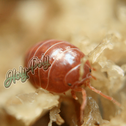 Tangerine Armadillidium vulgare orange animal animals arthropod arthropods best bestpet bestpets bioactive bug bugs cleanup clean-up crew crustacean crustaceans cuc enclosure entomology exotic exoticpet exoticpets habitat habitats insect insects invert invertebrate invertebrates inverts isopod isopoda isopods legal micropet micropets nature pet pets pillbug pillbugs rollypolies rollypolly rollypollys rolypolies rolypoly  rolypolys sowbug sowbugs terrarium terrestrial vivarium woodlice woodlouse 