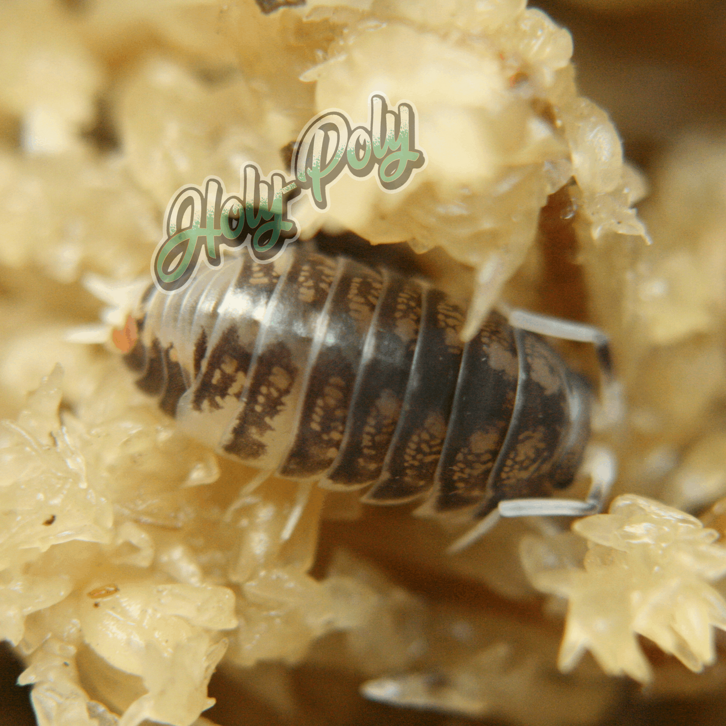 Ukraine Pied Cylisticus convexus animal animals arthropod arthropods best bestpet bestpets bioactive bug bugs cleanup clean-up crew crustacean crustaceans cuc enclosure entomology exotic exoticpet exoticpets habitat habitats insect insects invert invertebrate invertebrates inverts isopod isopoda isopods legal micropet micropets nature pet pets pillbug pillbugs rollypolies rollypolly rollypollys rolypolies rolypoly  rolypolys sowbug sowbugs terrarium terrestrial vivarium woodlice woodlouse 